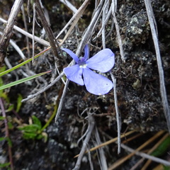 Lobelia tenera