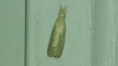Diatraea lisetta