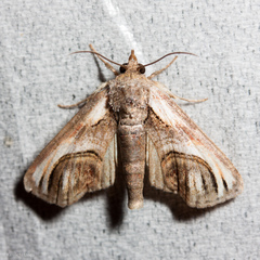 Paectes oculatrix