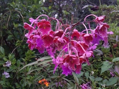 Epidendrum schweinfurthianum