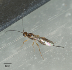 Doryctinae