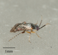 Phylinae