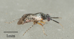 Phylinae