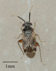 Phylinae