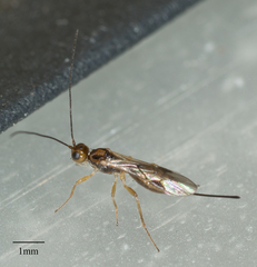 Doryctinae
