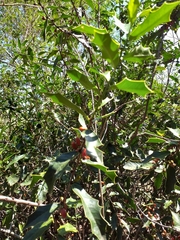 Maytenus ilicifolia