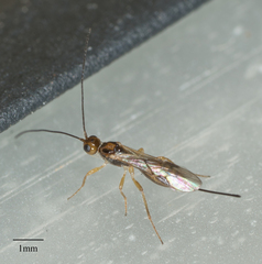 Doryctinae