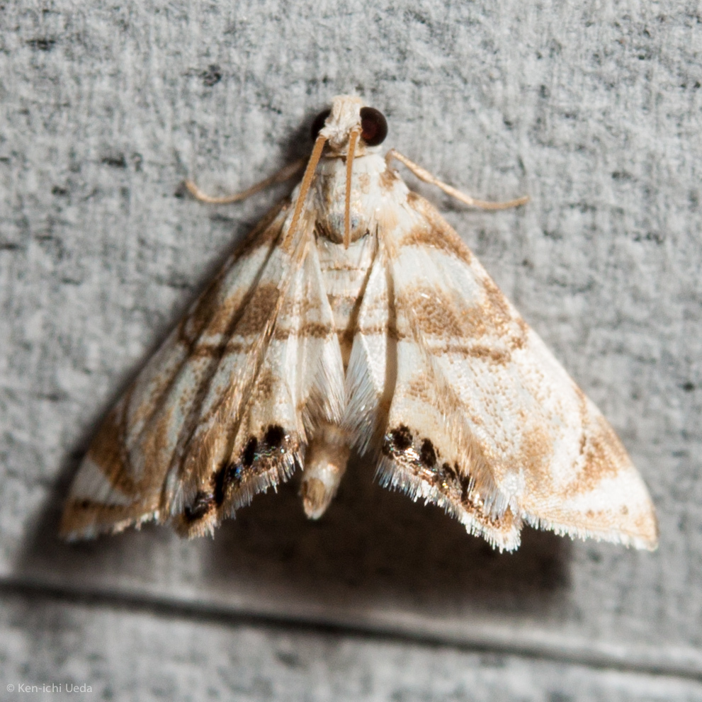 Eoparargyractis plevie