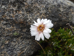 Linochilus colombianus