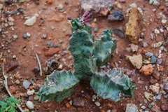 Caralluma