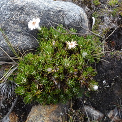 Linochilus colombianus