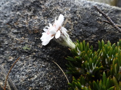 Linochilus colombianus