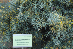 Ulex canescens