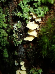 Antrodiella citrinella