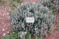 Teucrium charidemi
