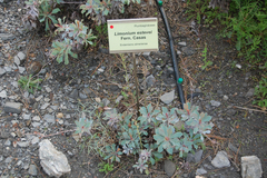 Limonium estevei