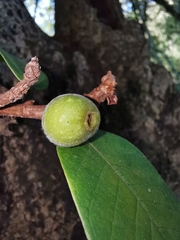 Ficus velutina