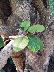 Ficus velutina