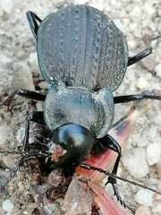 Carabus lusitanicus