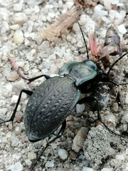 Carabus lusitanicus