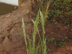 Eragrostis japonica