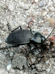 Carabus lusitanicus