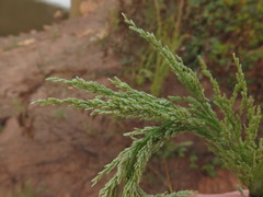 Eragrostis japonica