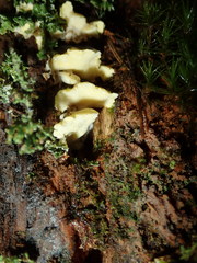 Antrodiella citrinella