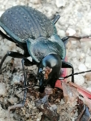 Carabus lusitanicus