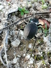 Carabus lusitanicus