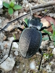 Carabus lusitanicus