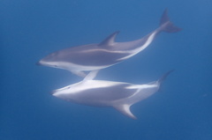 Dusky Dolphin photo 4