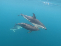 Dusky Dolphin photo 5