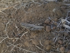 Melanoplus complanatipes