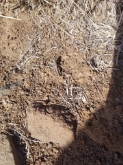 Melanoplus complanatipes