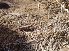 Melanoplus complanatipes