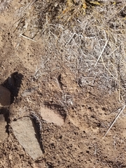 Melanoplus complanatipes