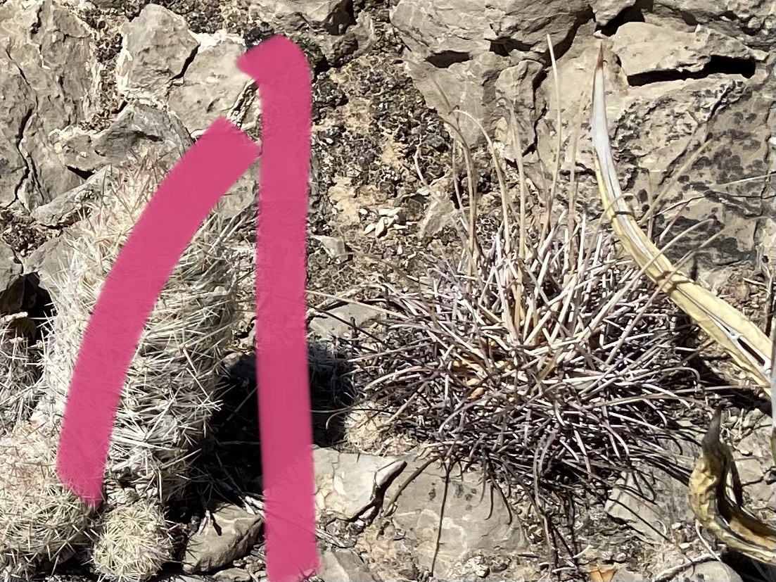 Ancistrocactus uncinatus subsp. wrightii (Engelm.) U.Guzmán