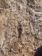 Melanoplus complanatipes