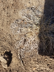 Melanoplus complanatipes