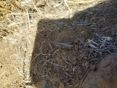 Melanoplus complanatipes