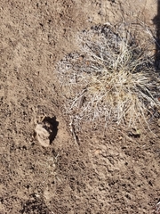 Melanoplus complanatipes