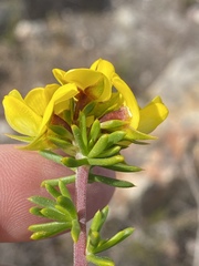 Aspalathus citrina