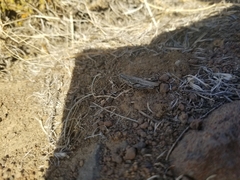 Melanoplus complanatipes