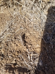 Melanoplus complanatipes