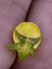 Aspalathus citrina