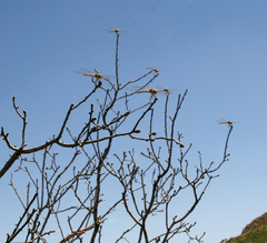 Sympetrum arenicolor