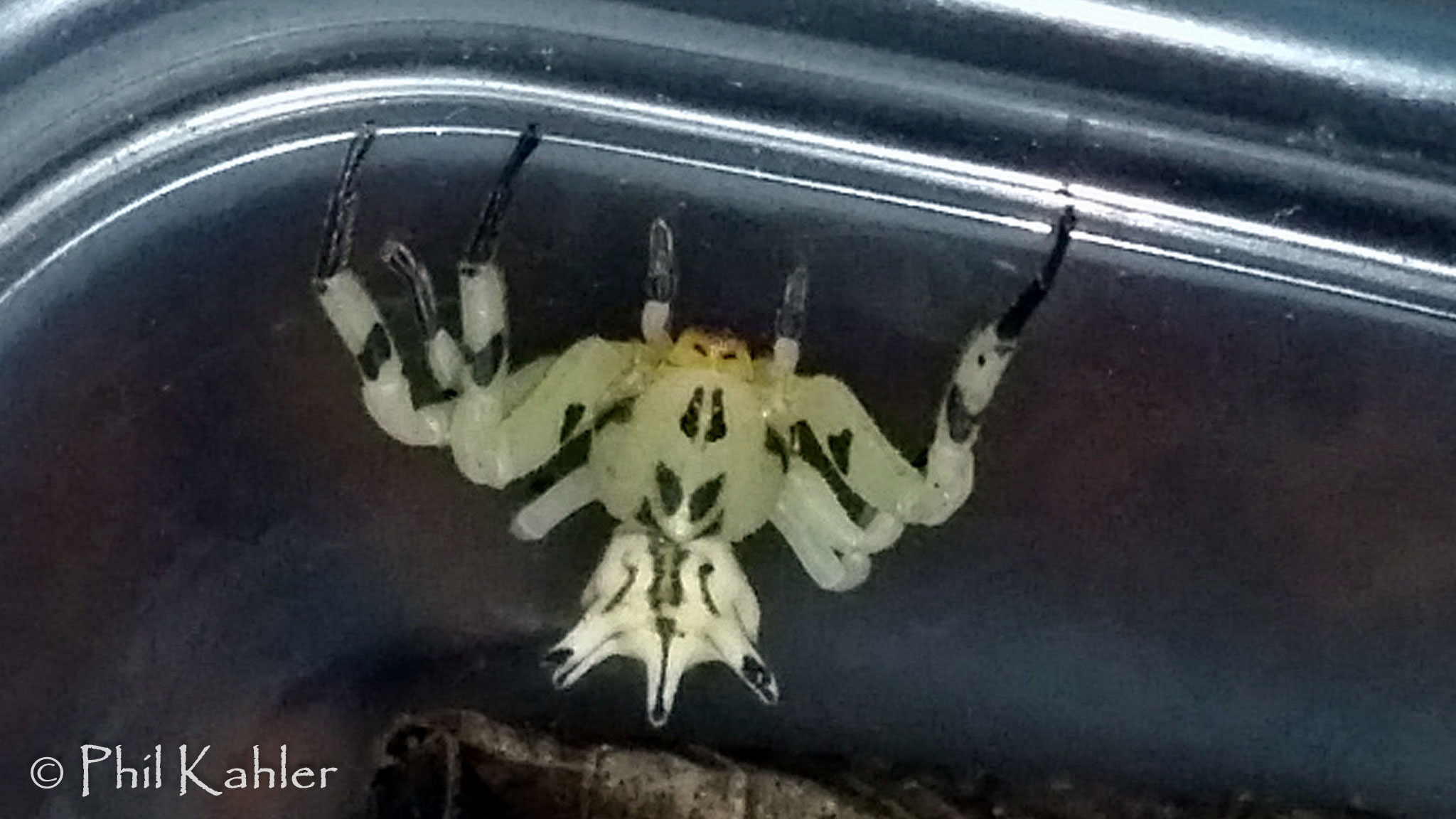 Seven-spined Crab Spider (Epicadus heterogaster) · iNaturalist