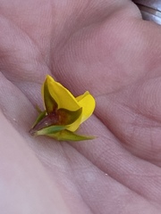 Aspalathus citrina