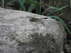Orthetrum albistylum speciosum